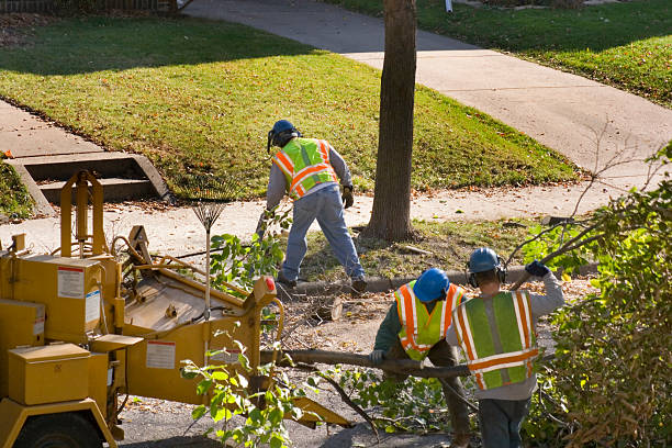 The Steps Involved in Our Tree Care Process in Eureka Mill, SC